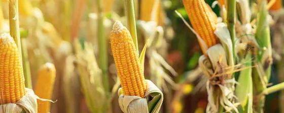 Otros alimentos