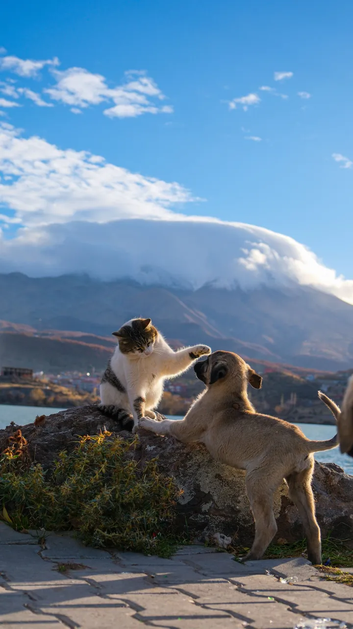 Perros y gatos